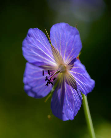 Meadow cranesbillの写真素材