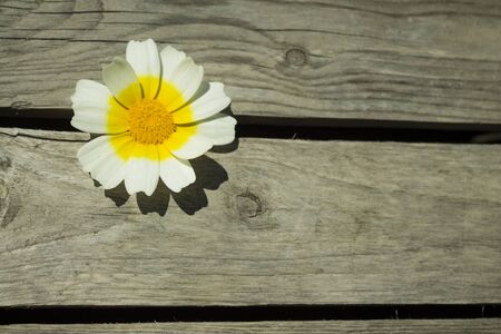 white daisy flower lies on a wooden background on a sunny summer dayの写真素材