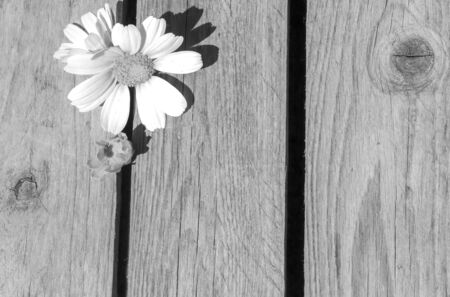 White daisy flower lies on a woodenの写真素材