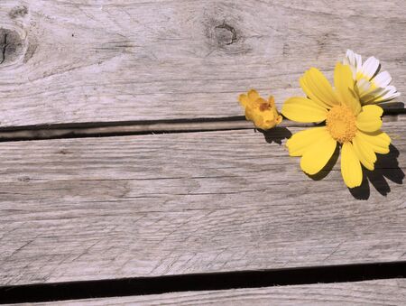 yellow and white daisy flowers lies on a wooden background on a sunny dayの写真素材