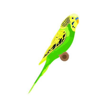 Vector Green Budgie Parrot. Australian Parakeet Realistic