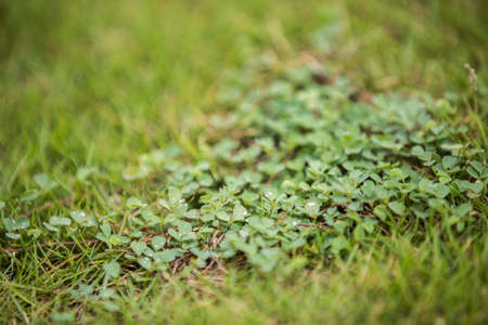 Grassの写真素材