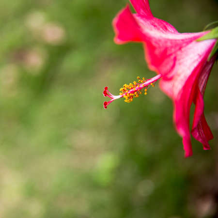 Hibiscusの写真素材