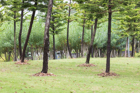 Grass and trees in a parkの写真素材