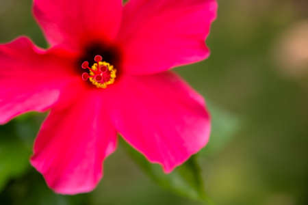 Hibiscusの写真素材