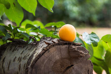 Tree stumps and fresh apricotsの写真素材