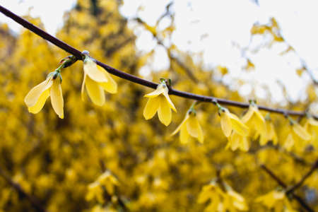 Winter Jasmineの写真素材