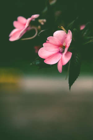 Flowersの写真素材