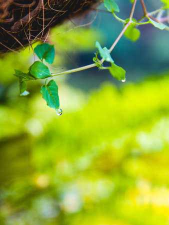 Flowers and plantsの写真素材