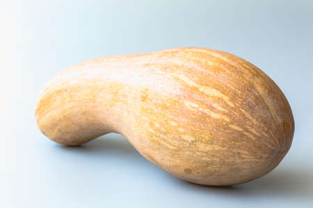 Pumpkinの写真素材