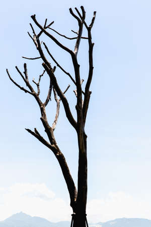 Dead treeの写真素材