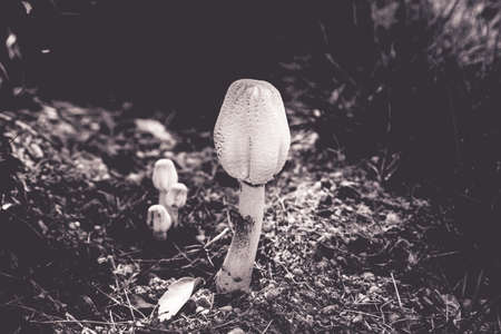 Mushroomの写真素材
