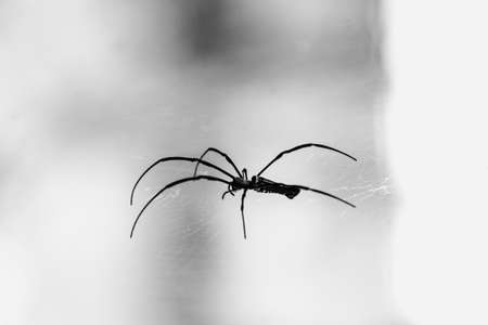 Spiders and websの写真素材