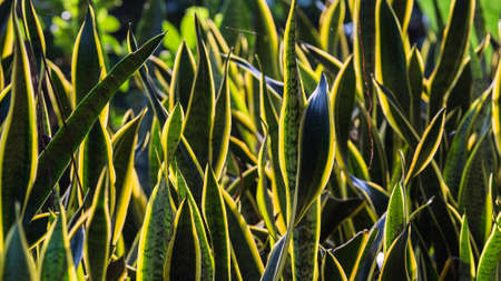 Orchid in the Sunの写真素材