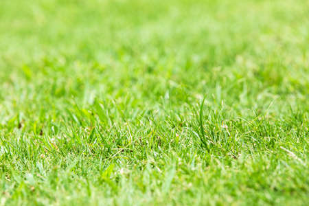 Outdoor lawn Green
