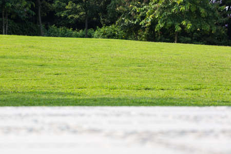 Outdoor lawn Greenの写真素材