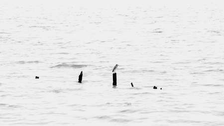 Resting birdsの写真素材