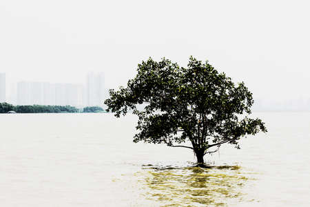 Tree growing in the seaの写真素材