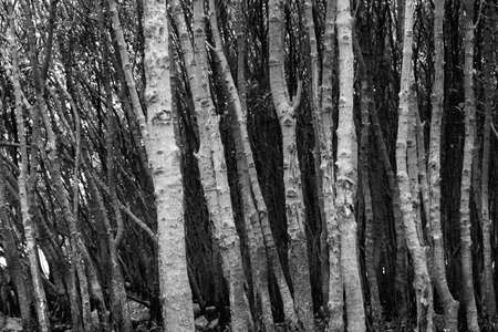 The mangroves