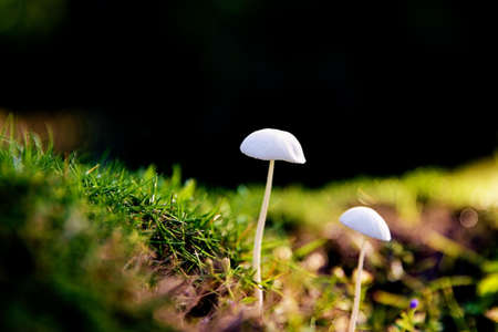 Mushroom
