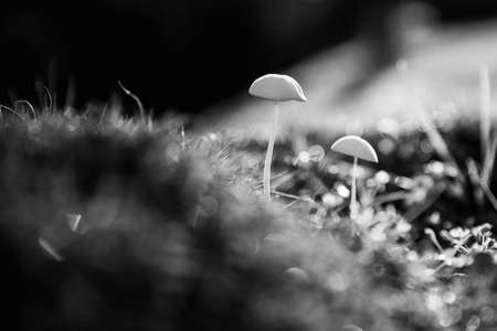 Mushroomの写真素材