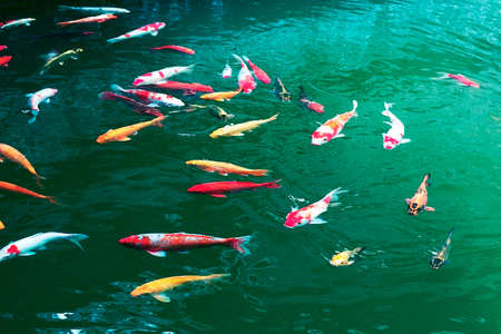 Koi fishesの写真素材