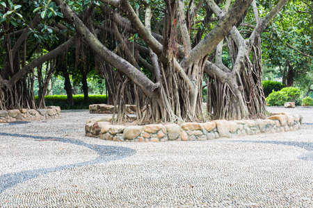bayan treeの写真素材