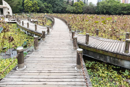 Lotus pond in autumnの写真素材