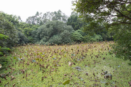 Lotus pond in autumnの写真素材