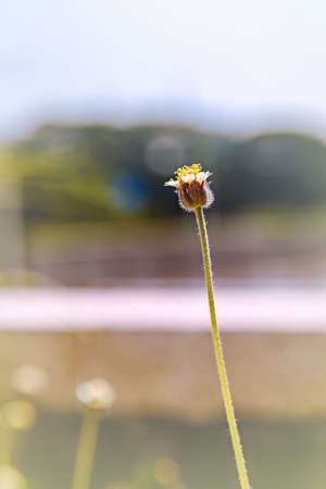 A small flower