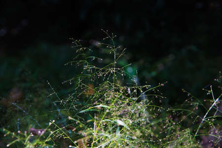 Weedsの写真素材