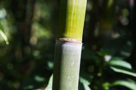 Bambooの写真素材