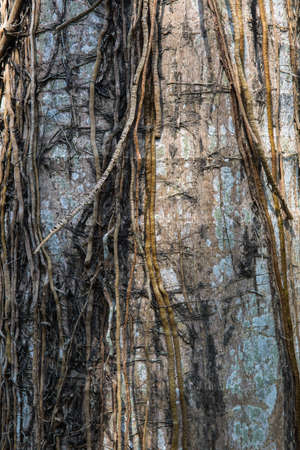 Trunk