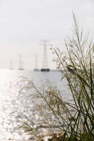 Sea of reeds
