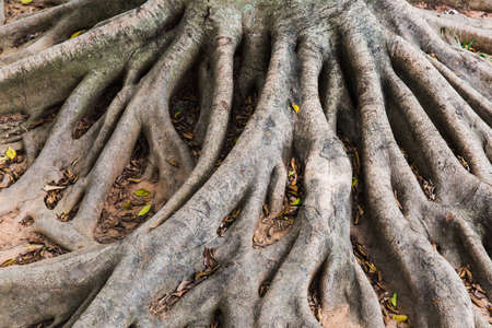 Tree roots