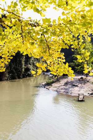 Deep autumn leaf with river viewの写真素材