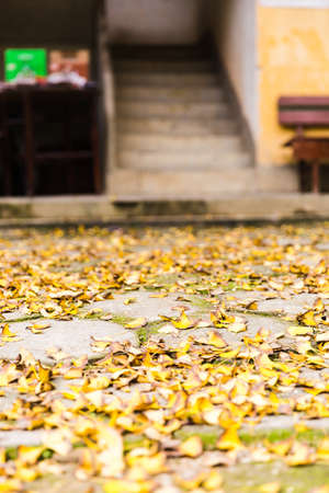 Deciduous floorの写真素材