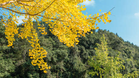 Ginkgo biloba leaves of autumnの写真素材