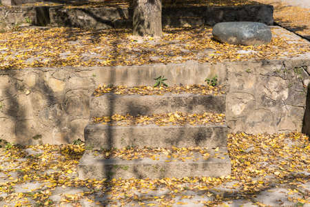 Deciduous floorの写真素材