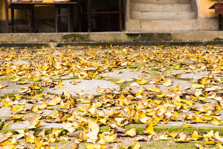 Deciduous floorの写真素材