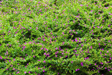 Flowersの写真素材