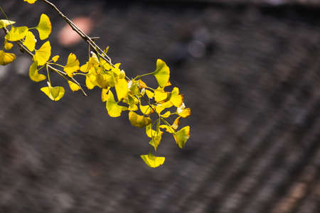 Ginkgo biloba leafの写真素材