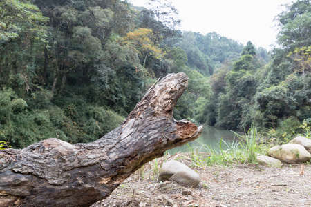 Tree stumpsの写真素材