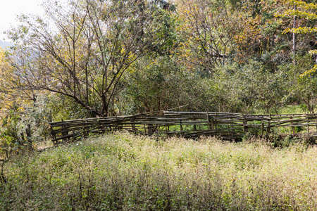 The wild forest