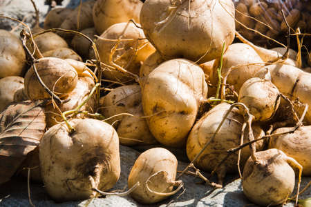 sweet potatoの写真素材