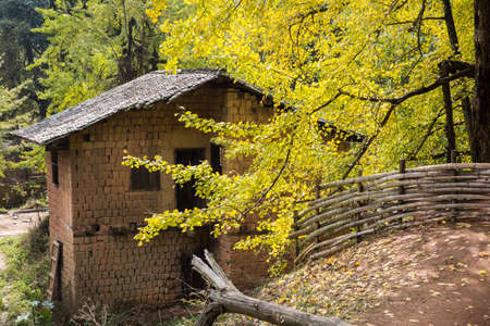 Autumn Ginkgo trees