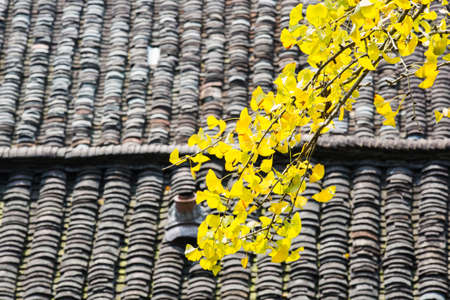 Autumn Ginkgo leavesの写真素材