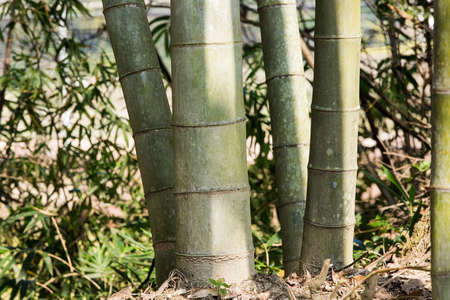Bambooの写真素材