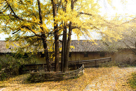 Autumn Ginkgo treesの写真素材