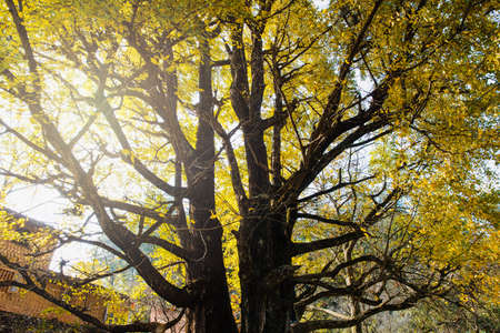 Giant Ginkgo treesのeditorial素材